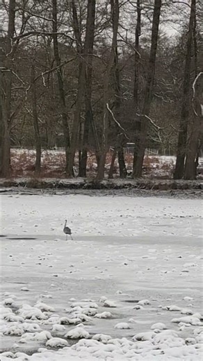 Graureiher Fliegt #greyheron #birds #vögel #graureiher #schnee #fliegen #wildlife #shorts