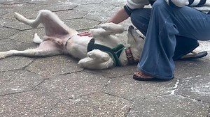 2.7K views · 127 reactions | We are going to start processing the applications for Clyde today - he is the most amazing, gorgeous, cuddly dog indoors - but he does pull on the lead on a walk, so you will need to be able to control him. But just how cute is he ❤️殺殺 | Kent Greyhound Rescue | Facebook