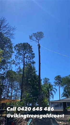 Flying into the weekend ✈️ Viking Tree Care Gold Coast #goldcoastarborist #treesurgeon #treecare #arborist #goldcoast #treeremovalservice #treeremovalexperts | Viking Tree Care Gold Coast