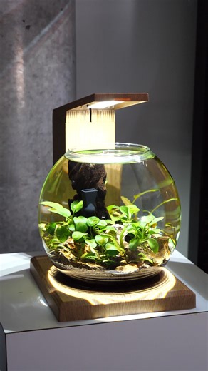 DISCOVER THE WORLD OF MICROSCAPING Unleash your creativity and brighten any small space in your home or office with the ALL-NEW Fluval Liv aquarium kit! LEARN MORE: https://fluvalaquatics.com/us/shop/product/liv | Fluval