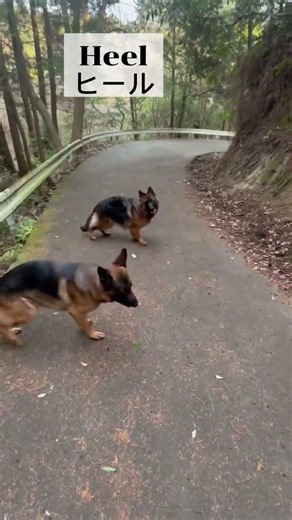 呼び戻し #germanshepherd #ジャーマンシェパード #多頭飼いの日常 #gsd #大型犬のいる生活