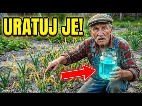 Dlaczego czosnek zimowy żółknie w kwietniu? Domowy sposób na szybki azot
