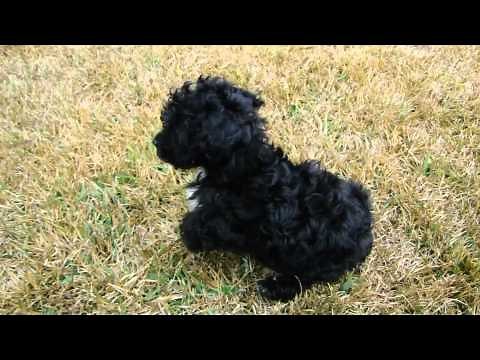 Black Toy Poodle :)