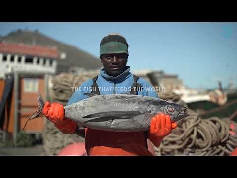 South Africa's Albacore tuna pole & line fishery on its journey to sustainability | MSC