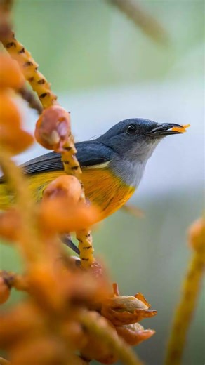 surah Al Ahzab beautiful recitation #motivation #islamicsurah #india #dothingsyoudontwanttodo