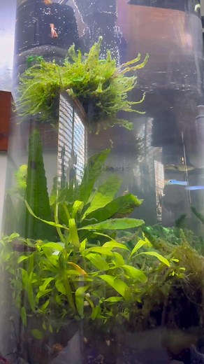 🐟🐠I’m so proud of Charlize and me for finally succeeding — our terrarium-aquarium masterpiece is complete! This little labor of love took two years of trial, error, and a whole lot of patience, but we did it. Watching it come to life piece by piece has been such a rewarding journey, and now it’s thriving with its own little ecosystem. Dreams (and moss) really do grow with time! 🐠🐟#TerrariumAquarium #DIYJourney #ProudMoment #MotherDaughterMagic #TwoYearsInTheMaking | Christina Logan