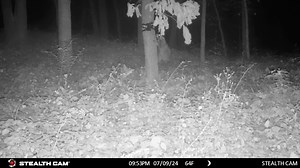 The aggression between this coyote and Raccoon is unbelievable | Fur Life TV