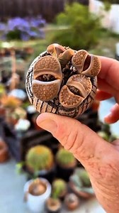 Suculentas para principiantes #shorts