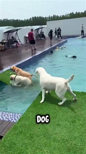This Dog Was Terrified of Water Until... #pets #shorts