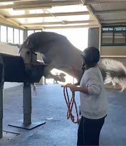 Semen Collection Techniques for PRE Stallions