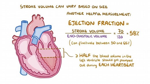 Video: Stroke volume, ejection fraction, and cardiac output - Video Explanation! | Osmosis | Osmosis