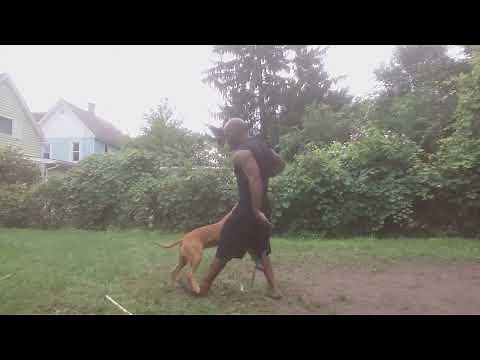 Breaking up Pitbull Fights