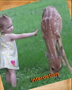 8K views · 100 reactions | Little girl meets a bambi for the first...