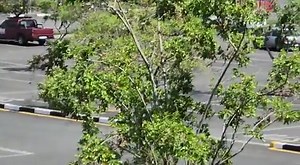 Armed robbers escape after robbing a Samsung store in Fourways, Johannesburg earlier. | SA Trucker