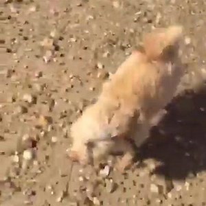 Dali and Allegra Sunday Funday ! | Hugh Jackman