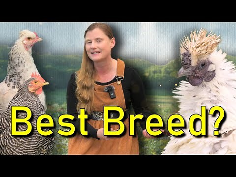 How to Choose the Best Chicken Breeds | Complete Guide for Your Backyard Flock