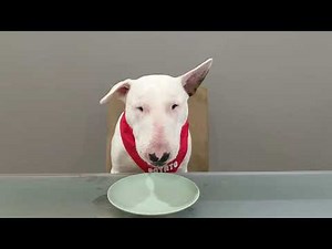 12 Course meal with Wallie the Bullterrier