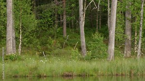 Brown bear walking in forest, morning light. Dangerous animal in nature taiga and meadow habitat. Wildlife scene from Finland near Russian border. Cotton grass bloom around the lake, summer.