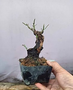 Rosa multiflora Thunb. Private message if interested | Hong Kong Bonsai Pots