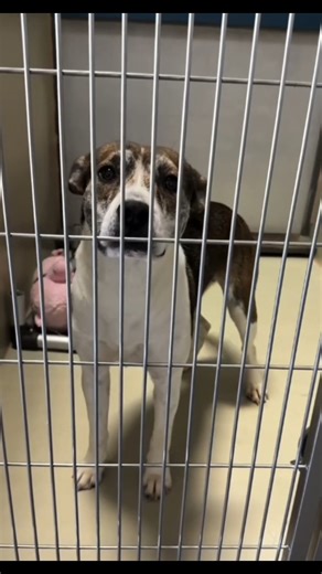 HIGH PRIORITY! 60 DAY DOG! "Pita was given a final extension when we thought we found a rescue. Somehow, she’s still at the shelter! This is her FINAL plea! Please share Pita. She’s an intact 8 month old female. She knows sit and takes treats politely. She does need some training for jumping but she’s worth it!" - @crazyfosterdoghouse Kern County Animal Services (KCAS) 3951 Fruitvale Avenue, Bakersfield, CA Mon–Sat: 10 AM–4 PM | Wed: 2 PM–7 PM Linktree in bio: @kcaslinktree * Adoption fees are a