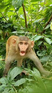 When little monkey is so angry😁🤣 . . . . . . . . . . . #LaughWithAnimals #angrymonkey #littlemonkey | Laugh with Animals