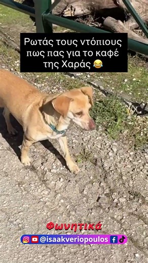 Αυτός ο Σκύλος έχει νευρά σήμερα #voiceover #funny #isaakveriopoulos #pets #dog #humour #animals