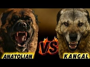 Kangal dog vs Anatolian shepherd: The Truth They Don't Tell You