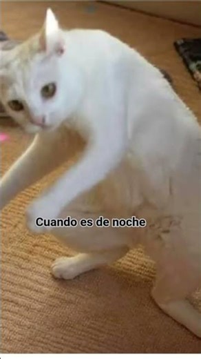 sígueme para más datos interesantes 😼