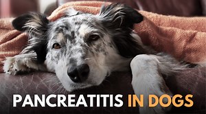 Pancreatitis in Dogs - Natural Prevention and Treatment I Dr. Peter Dobias