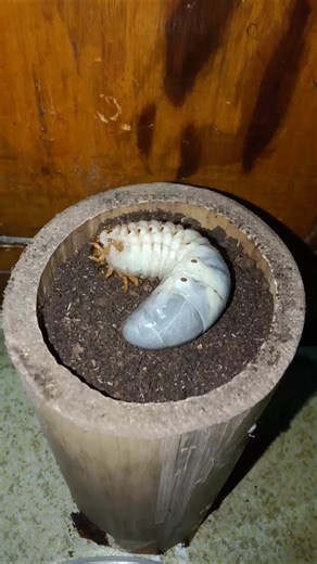 The giant beetle larvae suddenly entered the bamboo filled with soil 😱😱 #shorts