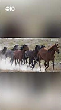 Wild horse roundups set across 9 states, raising concerns from advocates