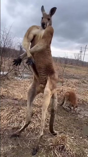 Wildlife | KangaroosKings ofthe Outback|Free Documentary NatureKangaroo Stand off OutsidePub | Viral