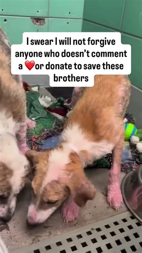 Update.Still remember these two brother rescued 9th this month #usa #rescue #canada #viral #reels