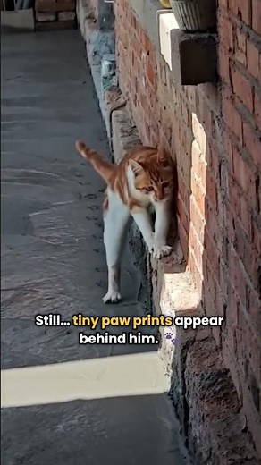 This Kitten Tried So Hard Not To Mess Up 💛