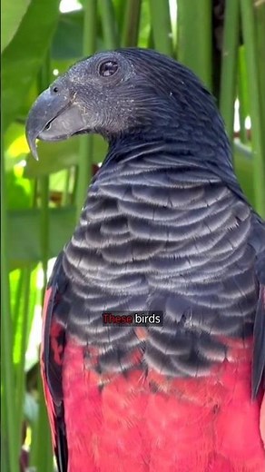 Dracula Parrot | Dracula parrot scream | Dracula parrot flying | Dracula parrot sound