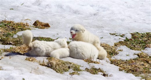 Polar bear vs seal - the hunt that happens beneath the ice