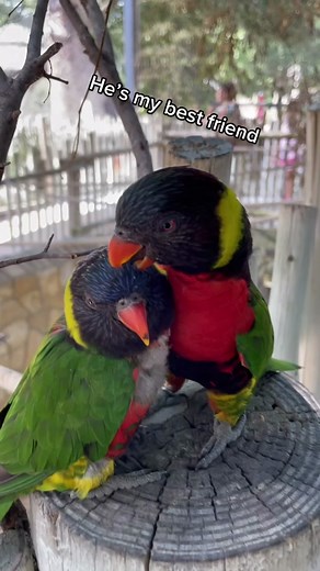 San Antonio Zoo on TikTok