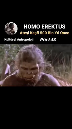 Homo Erectus: Evolutionary Side Branch Explained