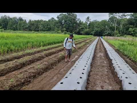 MUST-SEE CLEVER TECHNIQUE FOR FAST AND EFFECTIVE PESTICIDE APPLICATION ON CHILI PLANTS!-farming tips