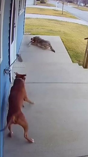 A heartbreaking piece of home security footage from a quiet suburb captured the moment