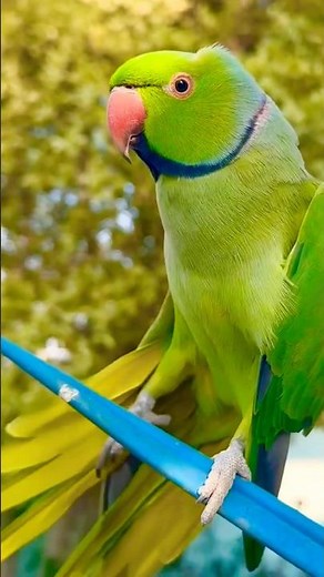 Relaxing Parrot Natural Sounds