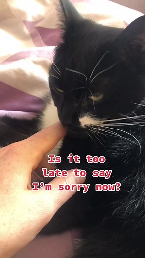 Forgiving Cat Parody - Funny Cat Video