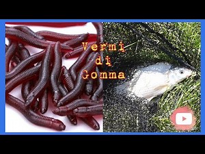 PESCARE CON I VERMI DI GOMMA