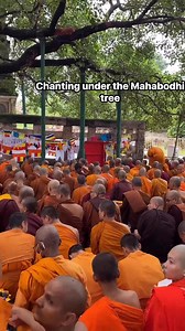 16K views · 1.3K reactions | International monks and nuns chanting under the Mahabodhi tree with Metta @highlight #blessed #chanting #buddha #mindfulness | Montosh Chakma | Facebook