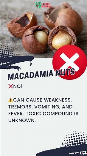 Macadamia Nuts Are BAD for Dogs! Keep away from dogs!