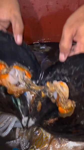 Giant Sea Shell Harvesting! 🌊😱 #shorts