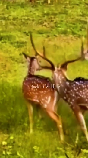 Chital (Spotted) Deer Close Encounter in the Wild
