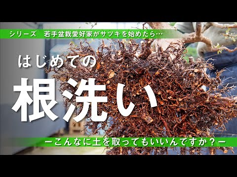 [First time root washing and repotting] When a young bonsai enthusiast starts growing Satsuki...