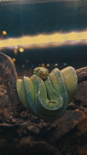 a stunning green tree python to welcome the week! 😍😍