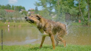 SLOW MOTION, CLOSE UP: Playful wet puppy shakes off water after a swim in the cool river. Cinematic shot of an adorable mixed breed dog shaking its wet coat to dry it off after playing in a stream.